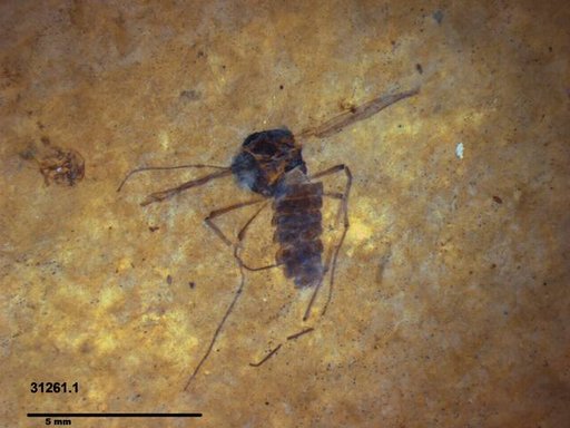 Diptera
