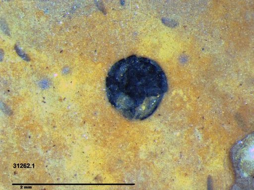 Tracheophyta