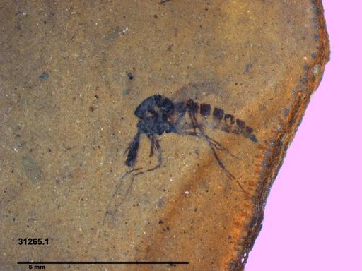 Sciaridae
