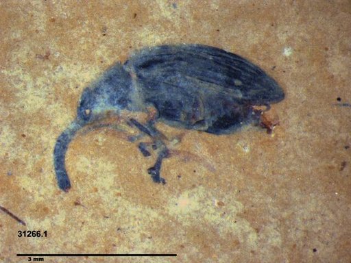 Genus sp