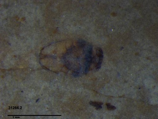 Diptera