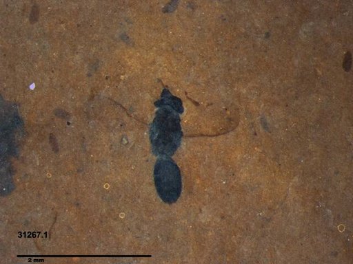 Genus sp