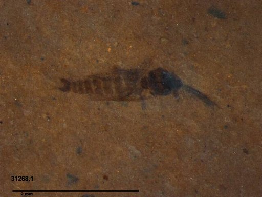Diptera