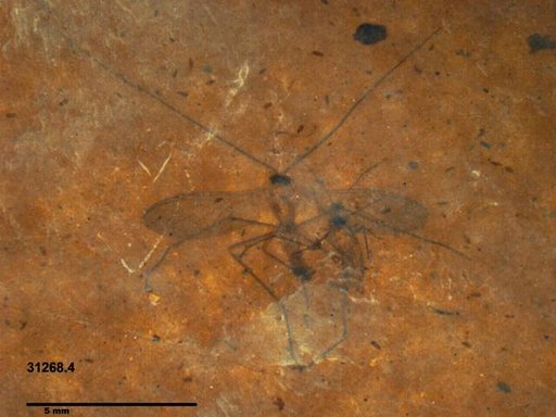 Diptera