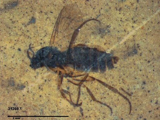 Diptera