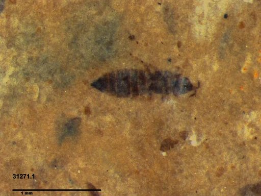Genus sp