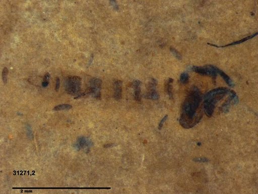 Genus sp