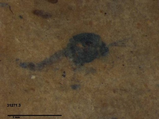 Sciaridae