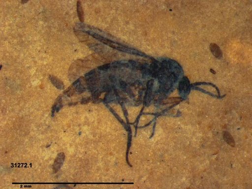 Sciaridae