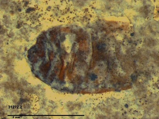 Insecta