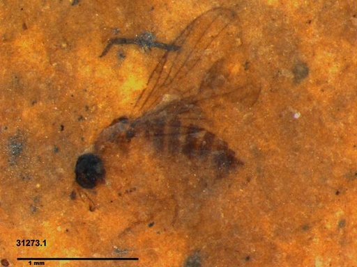 Diptera