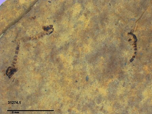 Chaoboridae