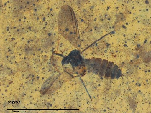 Diptera