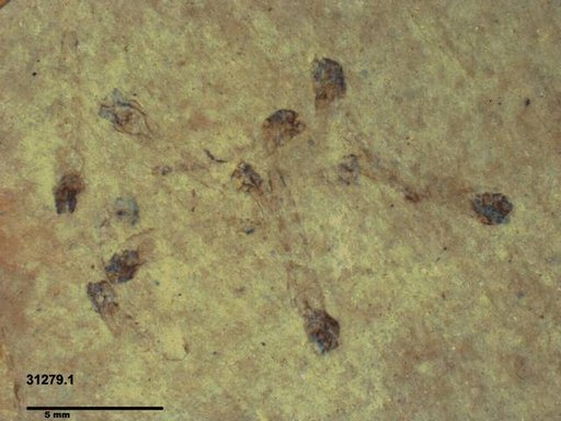 Genus sp