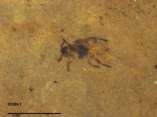 Aphididae