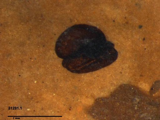 Tracheophyta
