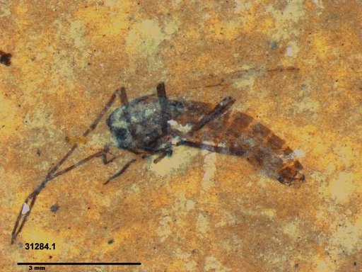 Diptera
