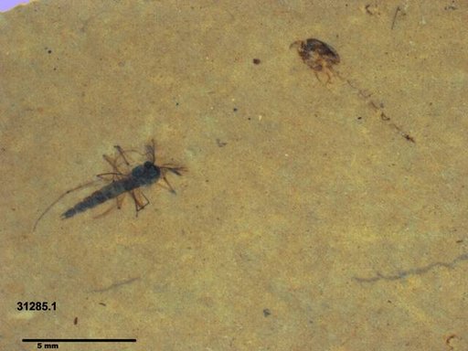 Genus sp
