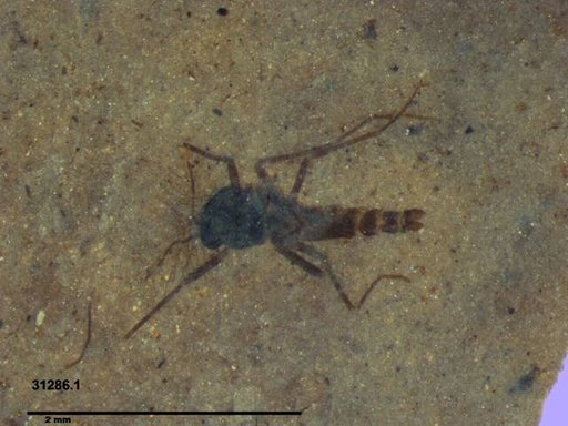 Diptera