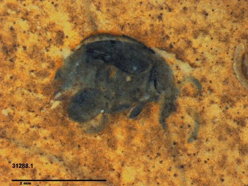 Chrysomelidae