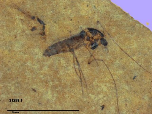Diptera