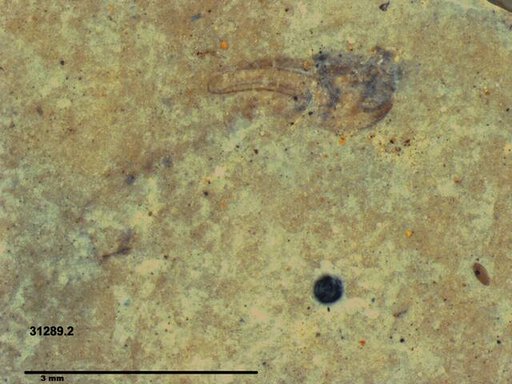 Genus sp