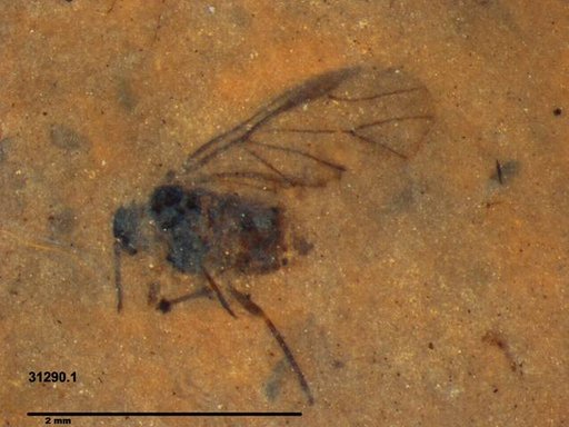 Aphididae