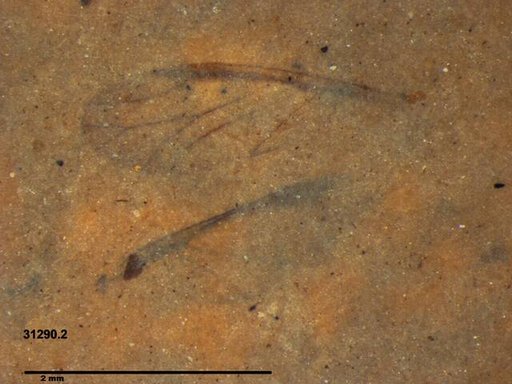 Aphididae