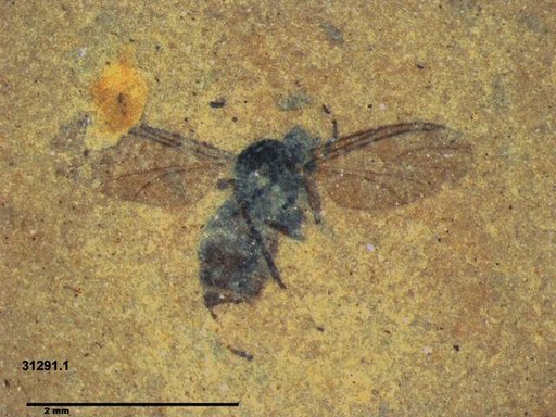 Diptera