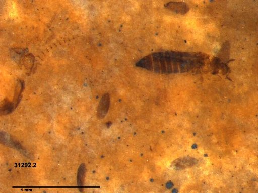 Genus sp