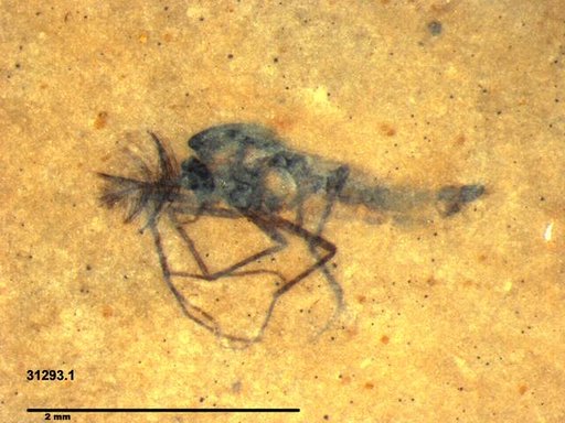 Genus sp