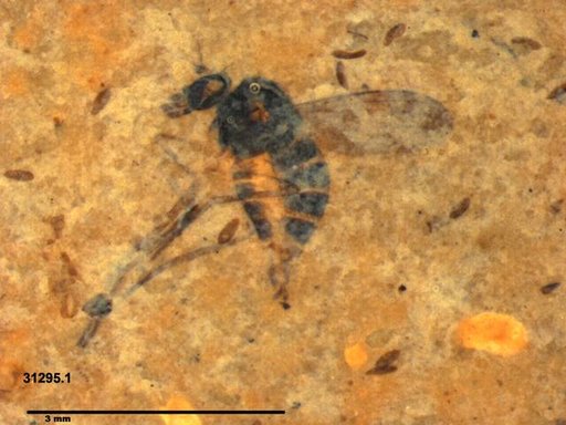 Genus sp.