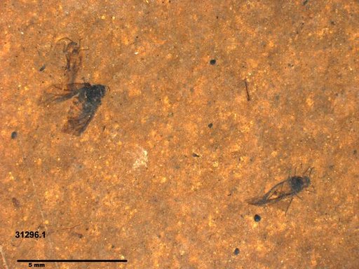 Aphididae