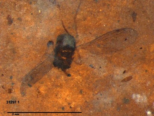 Diptera