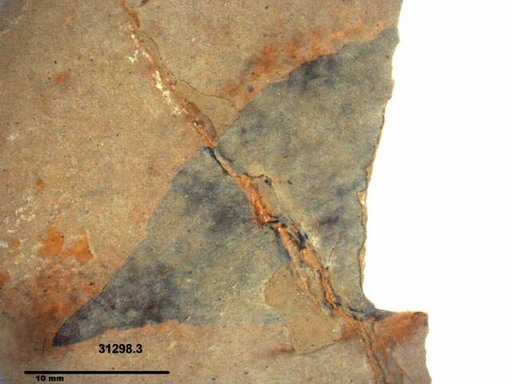 Tracheophyta