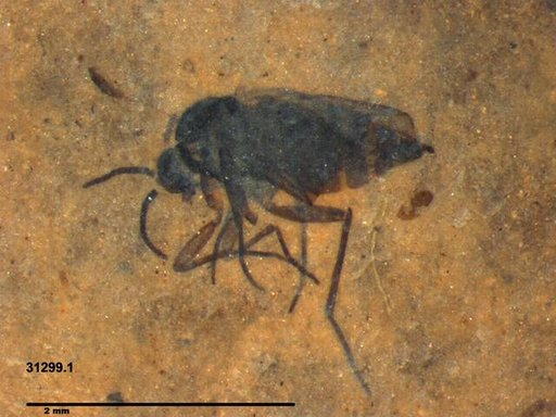 Diptera