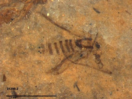 Chaoboridae