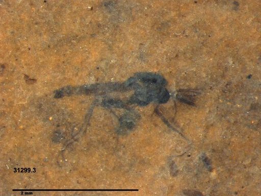 Genus sp
