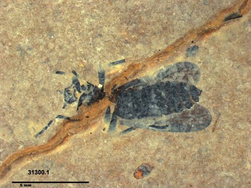 Genus sp