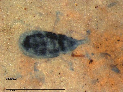 Genus sp