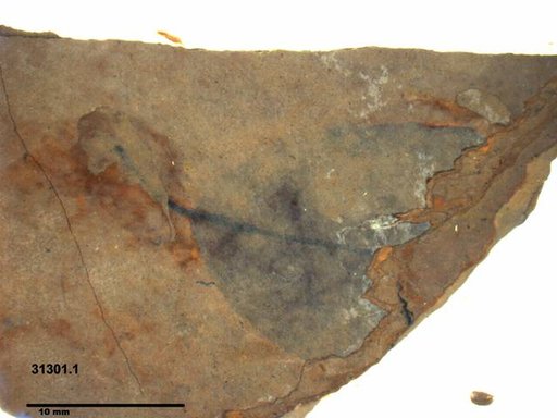 Tracheophyta