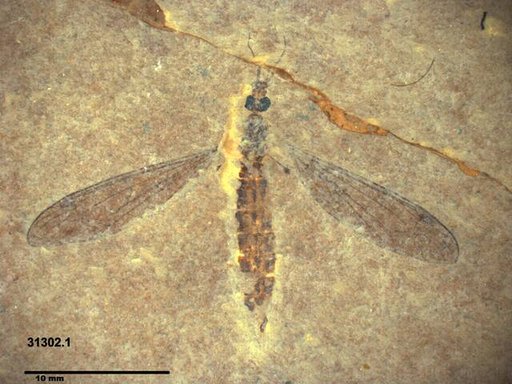 Genus sp