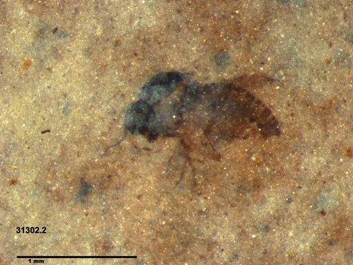 Diptera