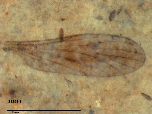 Diptera