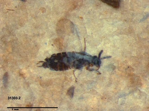 Diptera