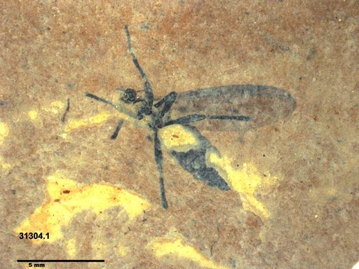 Genus sp