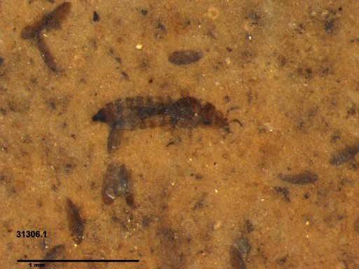 Genus sp