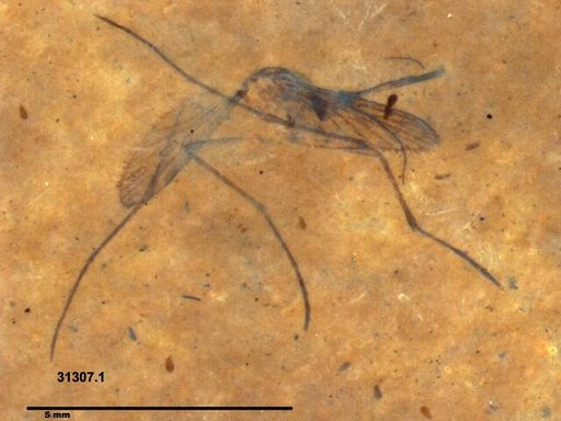 Genus sp