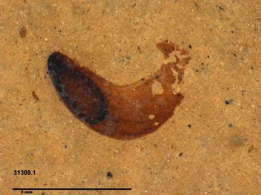 Tracheophyta