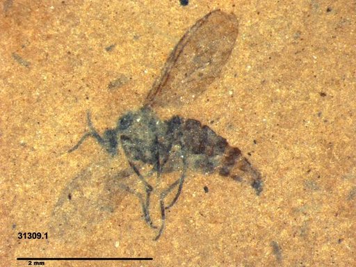 Diptera